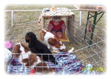 Welcher Hund wird wohl ausgestellt ?