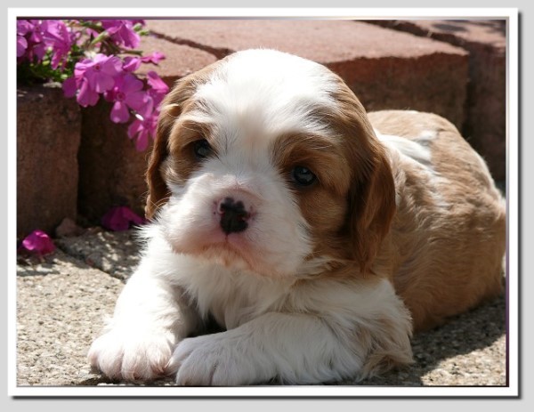 CavalierKingCharlesSpaniel vom Hallischen Pauluseck